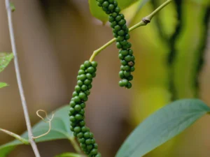 Bioperine