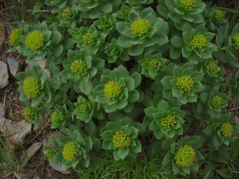 OVEA leksykon — rozeniec gorski, premium herbalny składnik