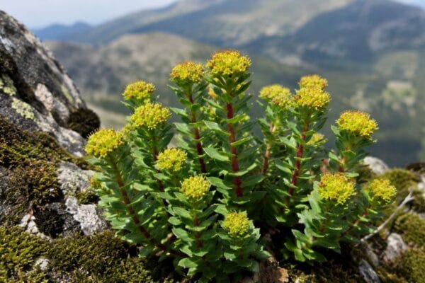 Roślina różeńca górskiego (Rhodiola rosea) rosnąca w górach