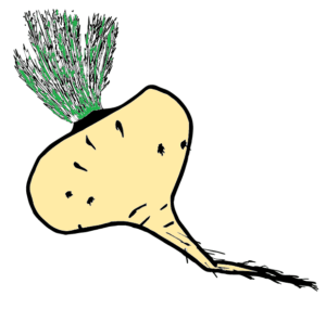 Maca