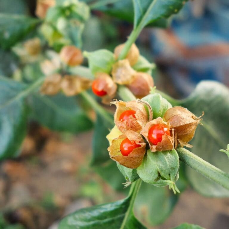 Ashwagandha