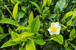 EGCG (zielona herbata)