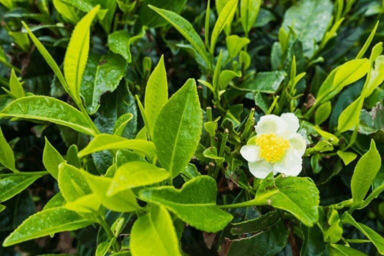EGCG (zielona herbata)