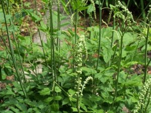 Pluskwica groniasta